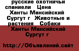 русские охотничьи спаниели › Цена ­ 5 000 - Ханты-Мансийский, Сургут г. Животные и растения » Собаки   . Ханты-Мансийский,Сургут г.